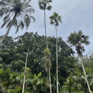 Coccothrinax barbadensis x Zombia antillarum, 1933, Montgomery Botanical Center