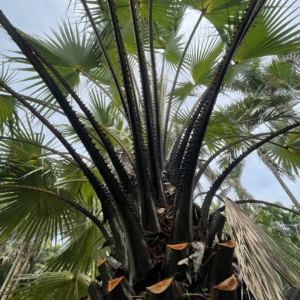 Livistona carinensis, Montgomery Botanical Center