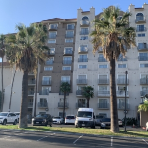 California Fan Palms