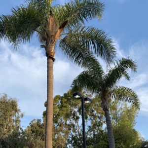 Santa Ana Hampton Inn Queen palms