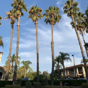 Hampton Inn Mexican Fan Palms in Santa Ana