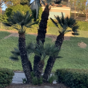 Mediterranean Fan Palms Newport Beach
