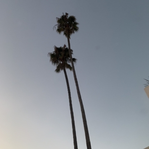 Newport Beach Mexican Fan Palms @ sunset