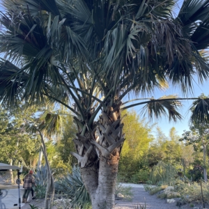 Sabal domingensis