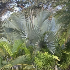 Costa Rica bismarck