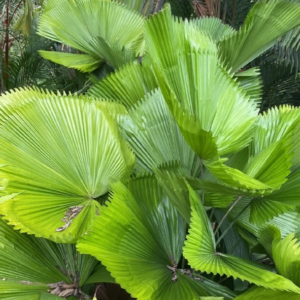 Costa Rica licuala grandis