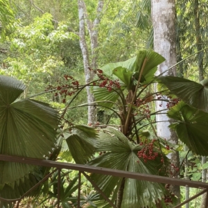 Costa Rica licuala seeding cropped