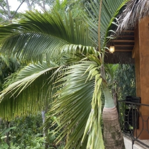 Costa Rica bottle palm cropped