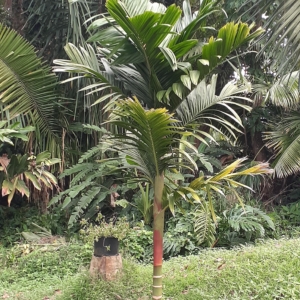 Areca macrocalyx from Bill Chang
