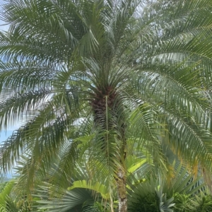 Costa Rica Pygmy date palm cropped