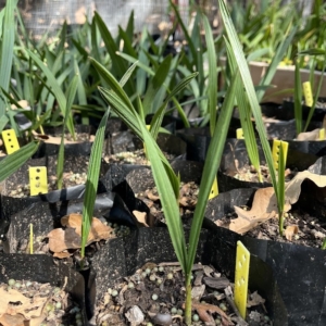Sabal domingensis