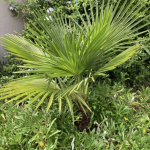 Trithrinax acanthocoma
