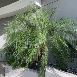 Current Oygmy Date Palm