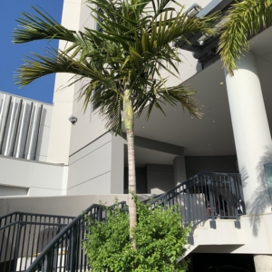 Current solitaire palm
