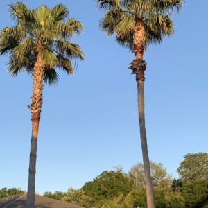 Tampa Mexican Fan Palms