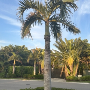 Costa Rica spindle palm
