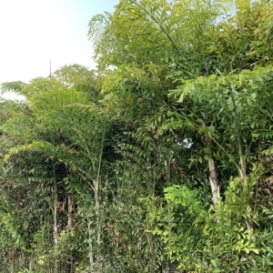 Current Fishtail Palms