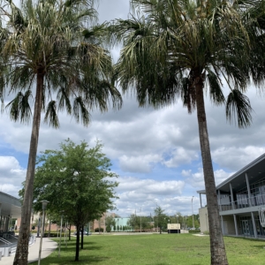 USF Ribbon Palms