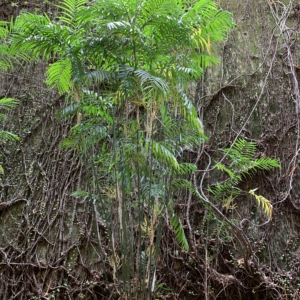 USF Bamboo Palm