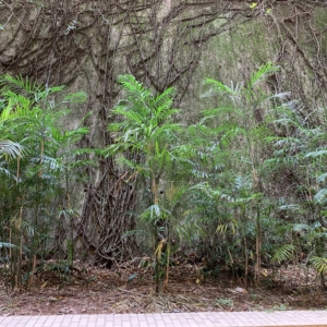 USF Bamboo Palms