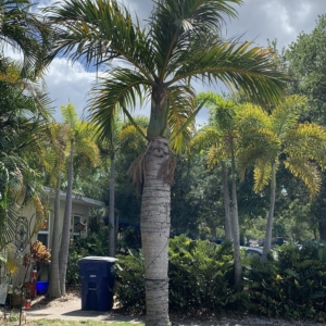 St Pete Spindle Palm