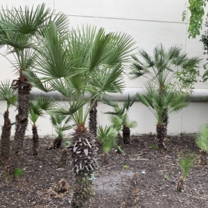 Mall Mediterranean Fan Palms