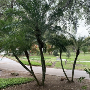 USF Pygmy Date Palms