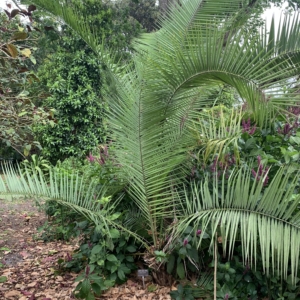 USF cliff Date Palm