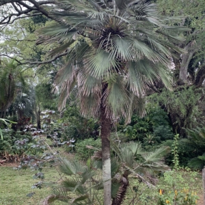 USF Mediterranean Fan Palm