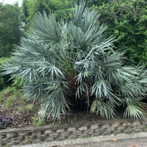 USF Saw Palmetto