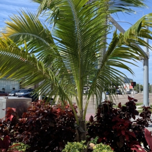 Tampa BP Coconut