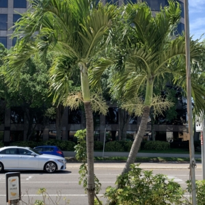 Tampa BP Christmas Palm