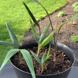 King Palm seedlings