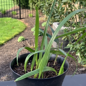 Date Palm seedlings