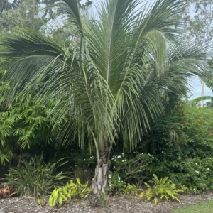 High plateau coconut palm