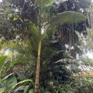 Rocker river palm or cape York palm
