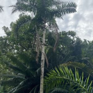 Sumunque palm