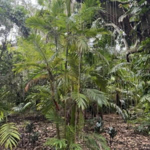 Abiki Palm