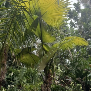 Silver elephant palm