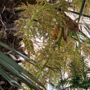 Windmill Palm inflorescence