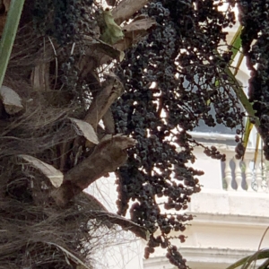 Windmill Palm seeds