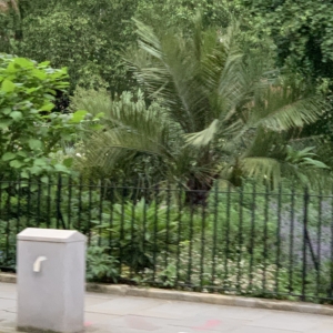 London Jubaea chilensis
