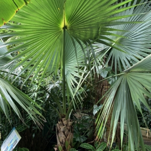 Kew Gardens Sabal minor
