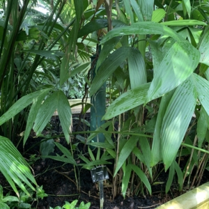 Kew Gardens Chamaedorea fragrans