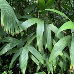 Kew Gardens Chamaedorea fragrans2