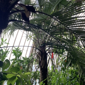 Kew gardens Leucothrinax morrissii