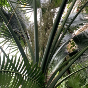 Kew Gardens Sabal minor closeup