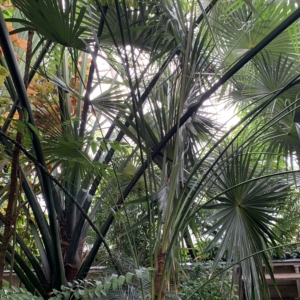 Kew Gardens Coccothrinax miraguama