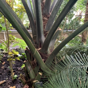 Kew Gardens Sabal Mexicans 1