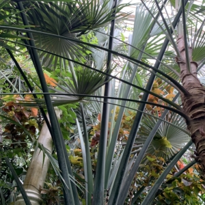 Kew Gardens Sabal mexicana